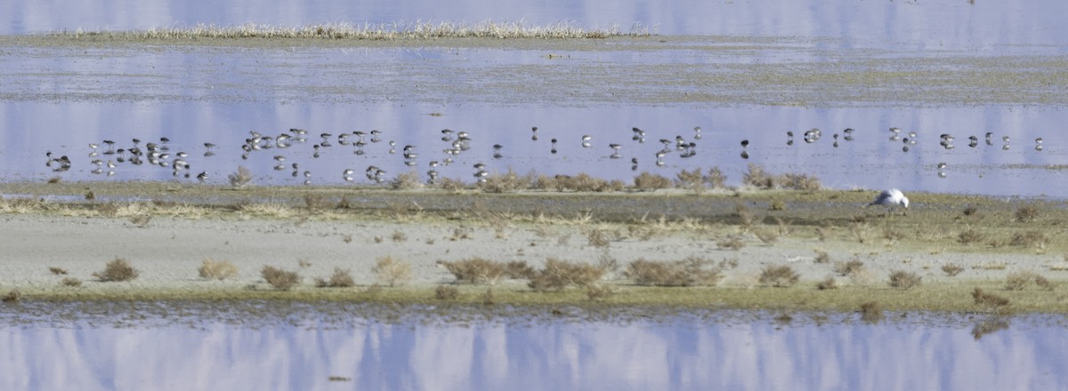 Least Sandpiper - ML644276335