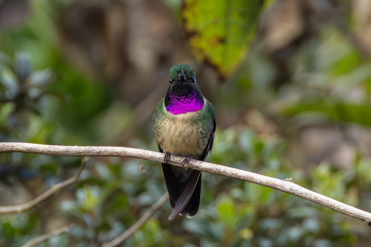 Amethyst-throated Sunangel - ML644276337