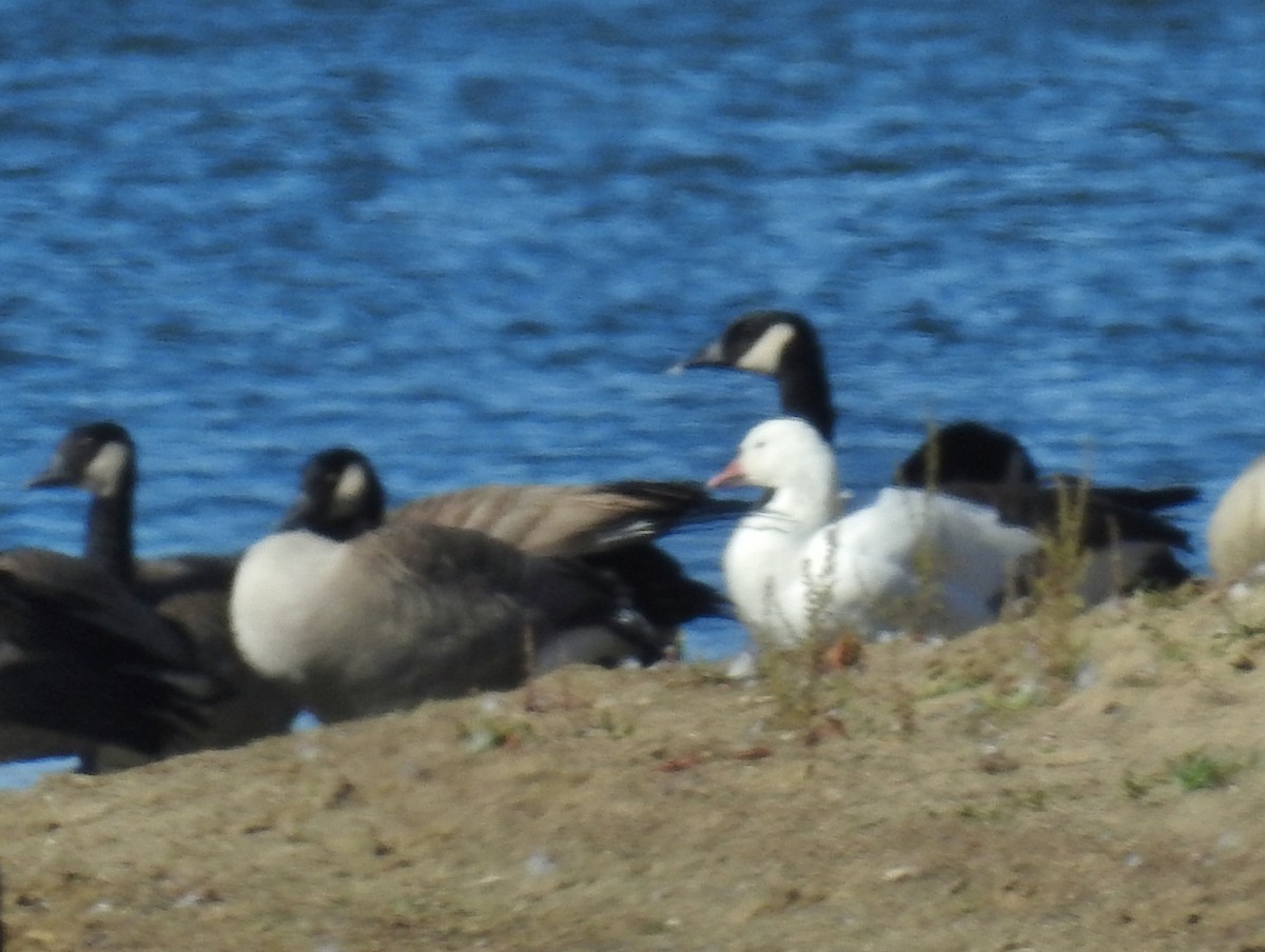 Snow x Ross's Goose (hybrid) - ML644276338