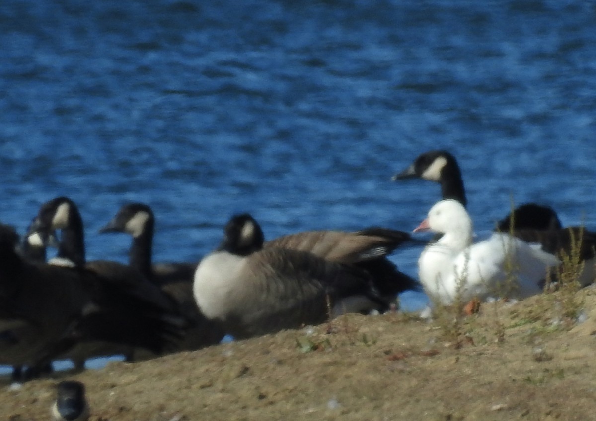 Snow x Ross's Goose (hybrid) - ML644276339