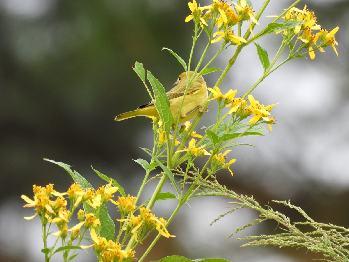 Paruline jaune - ML644276345