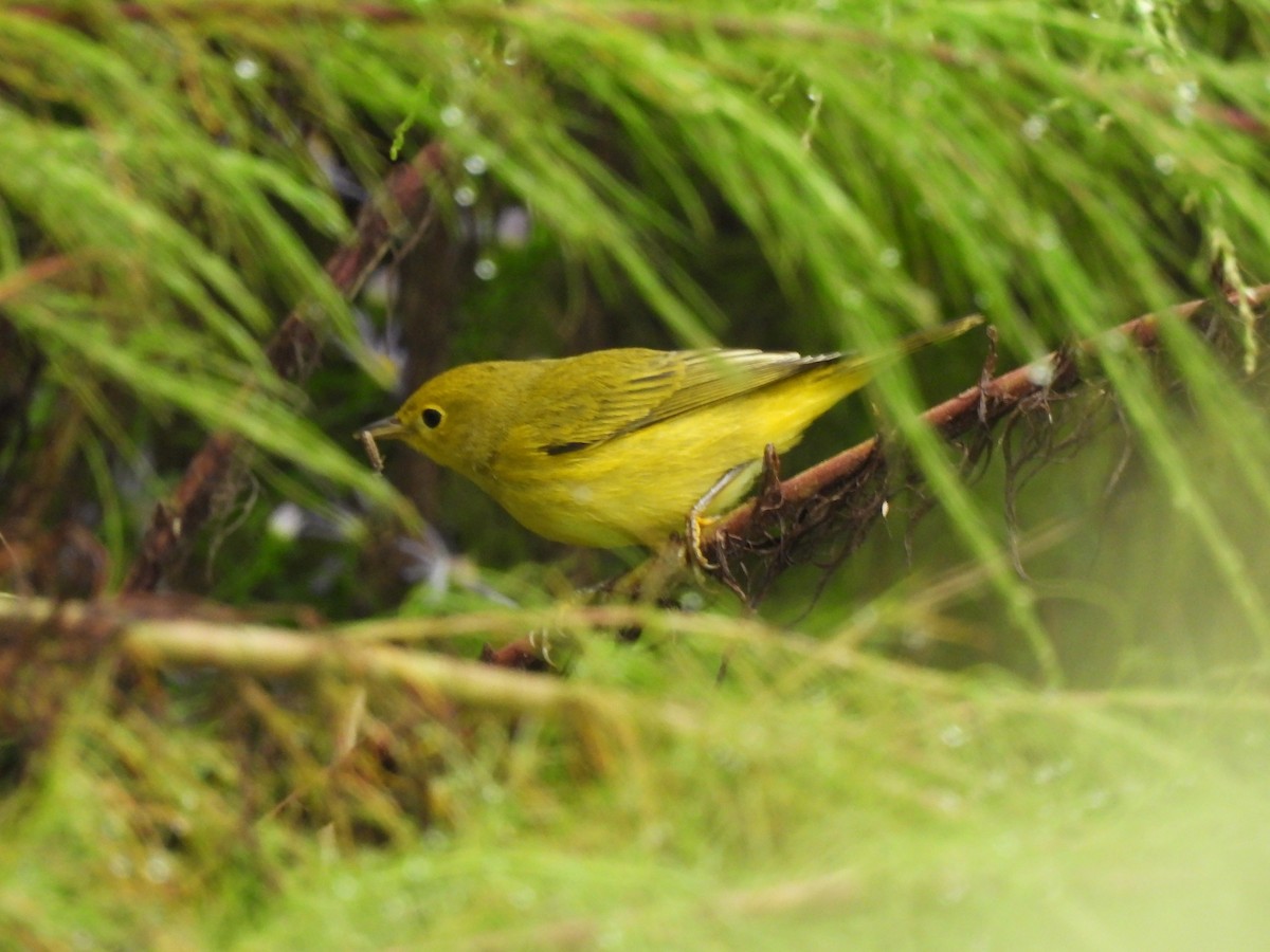 Paruline jaune - ML644276346