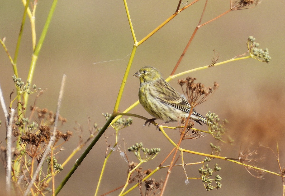 Verzellino - ML644276347