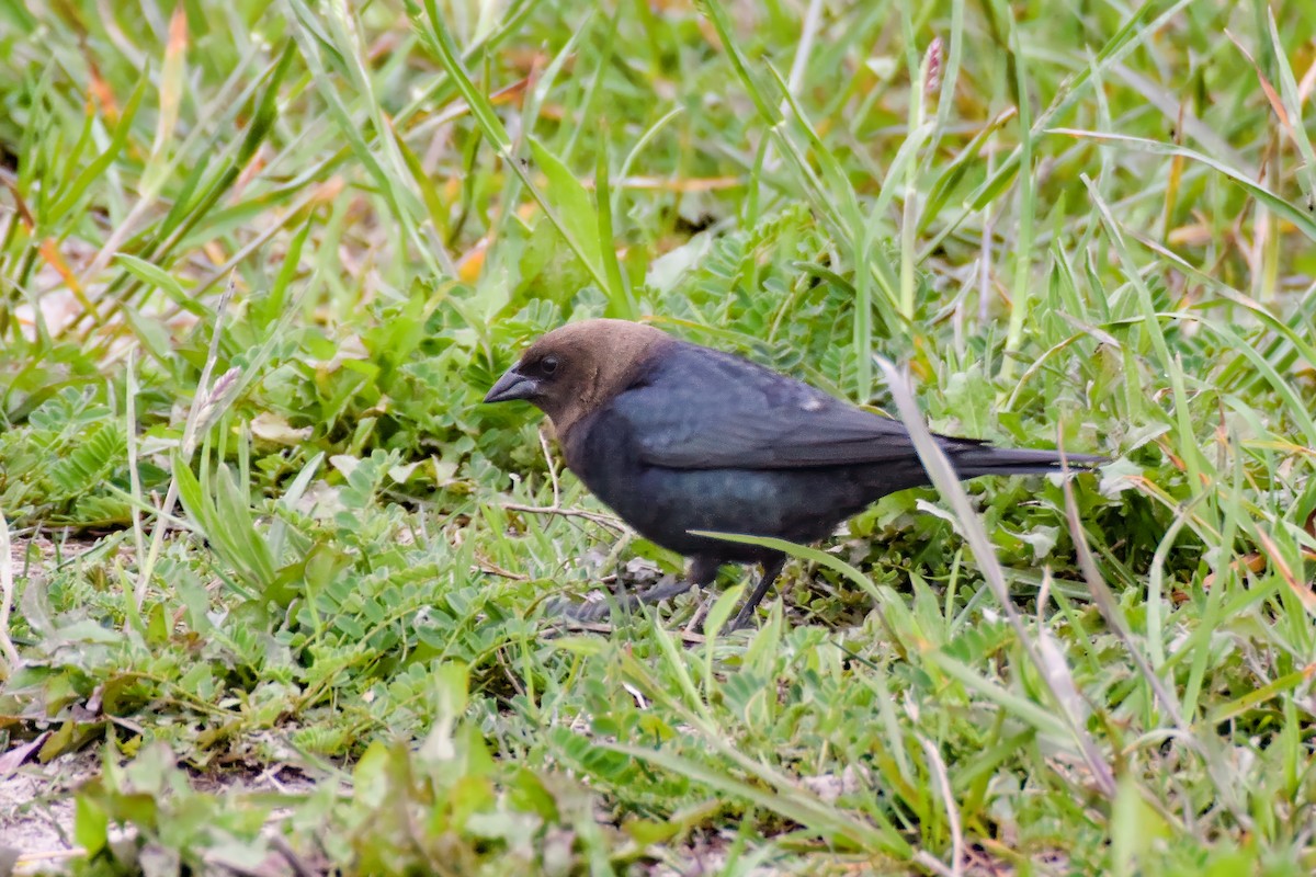 brunhodetrupial - ML644276351