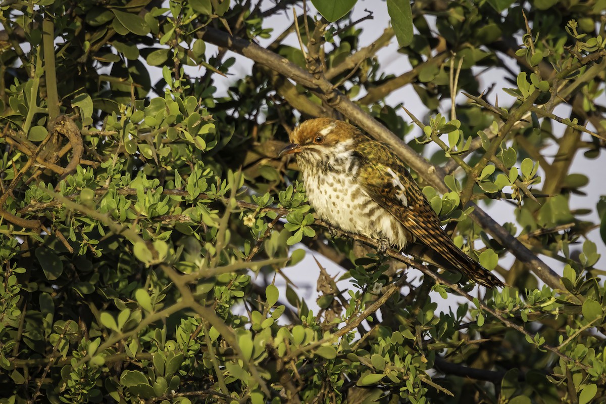 Dideric Cuckoo - ML644276362