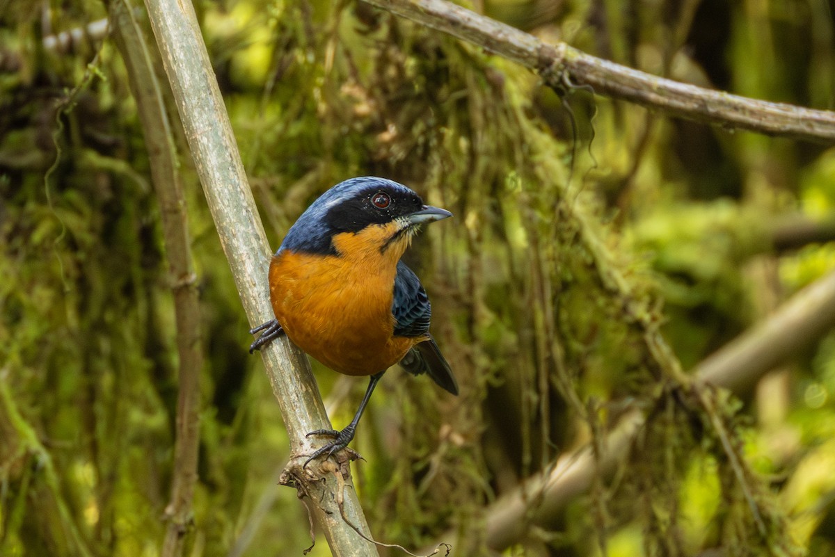 Chestnut-bellied Mountain Tanager - ML644276363
