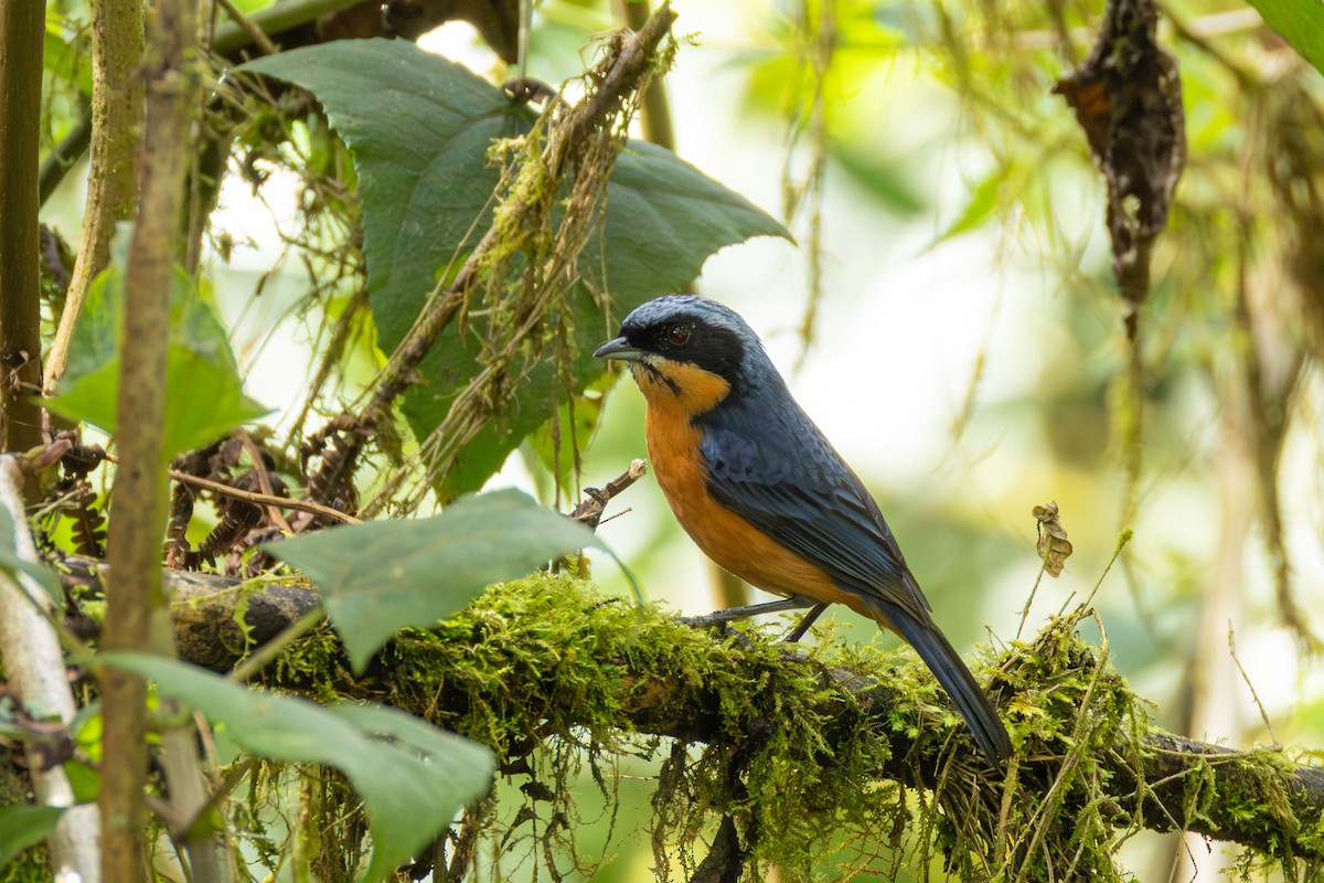 Chestnut-bellied Mountain Tanager - ML644276364