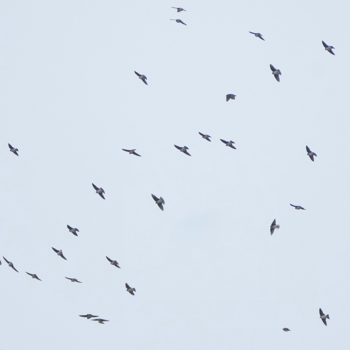 Tree Swallow - ML644276367