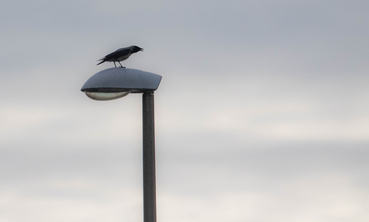 Hooded Crow - ML644276376