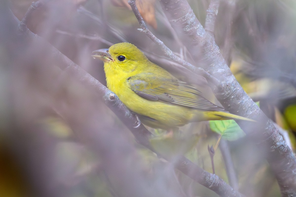 Scarlet Tanager - ML644276394