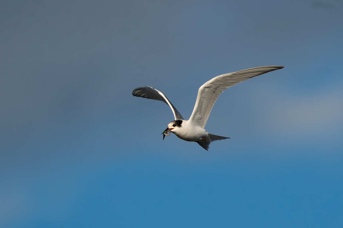 Common Tern - ML644276397