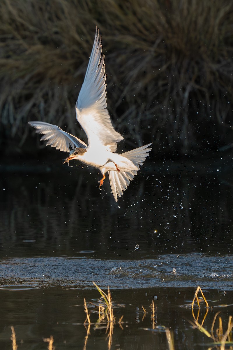 Common Tern - ML644276398