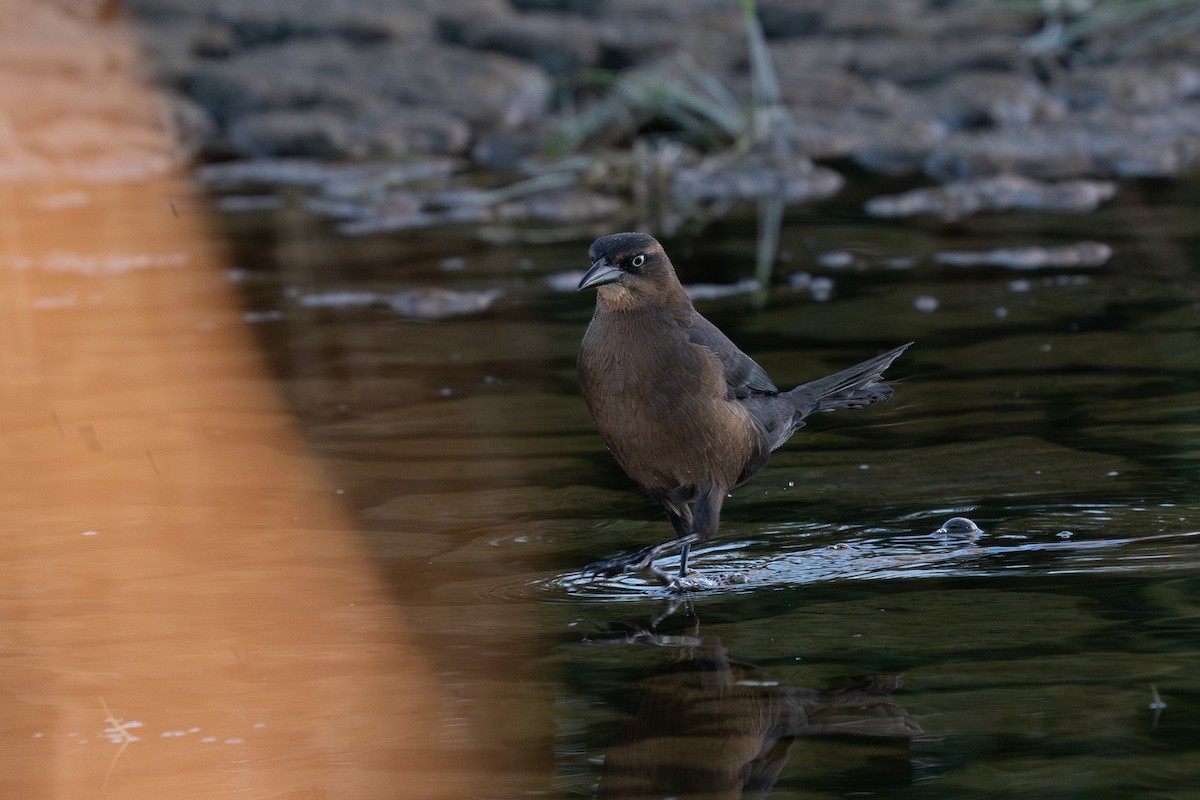 Great-tailed Grackle - ML644276401