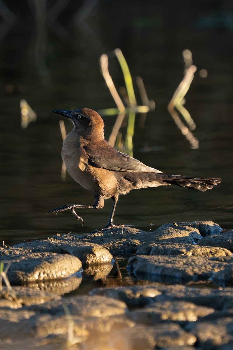 Great-tailed Grackle - ML644276402