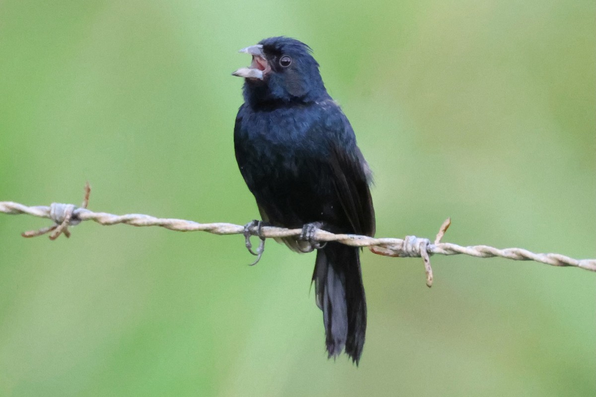 Якарина - ML644276403