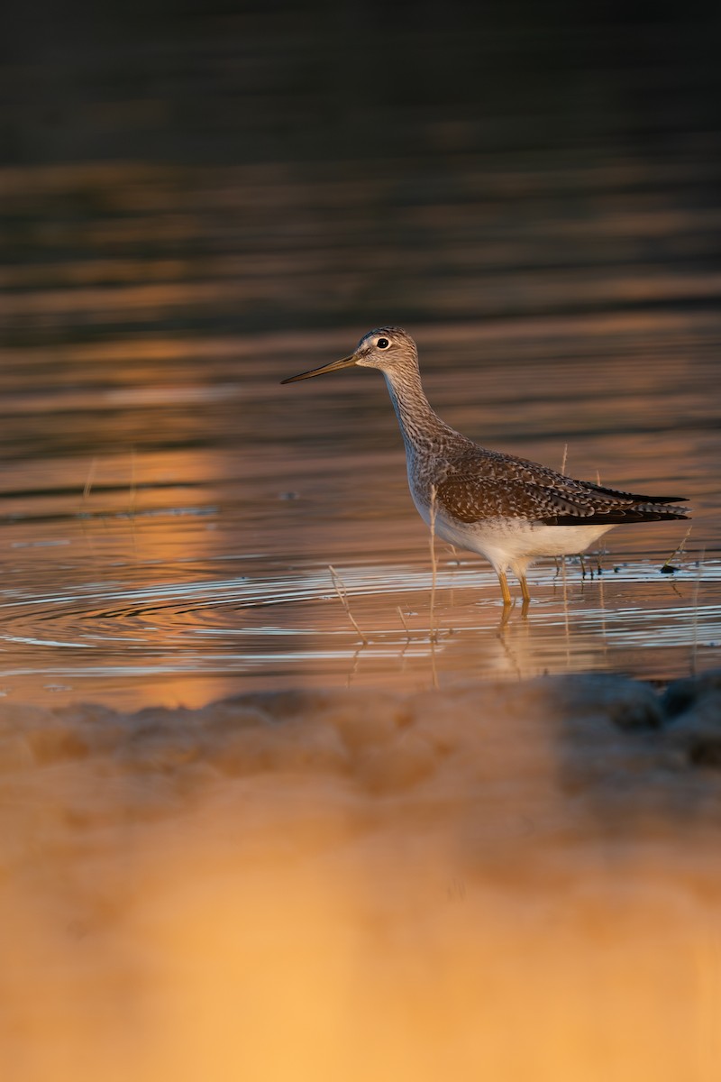 Greater Yellowlegs - ML644276406