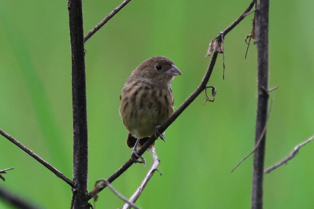 Якарина - ML644276407