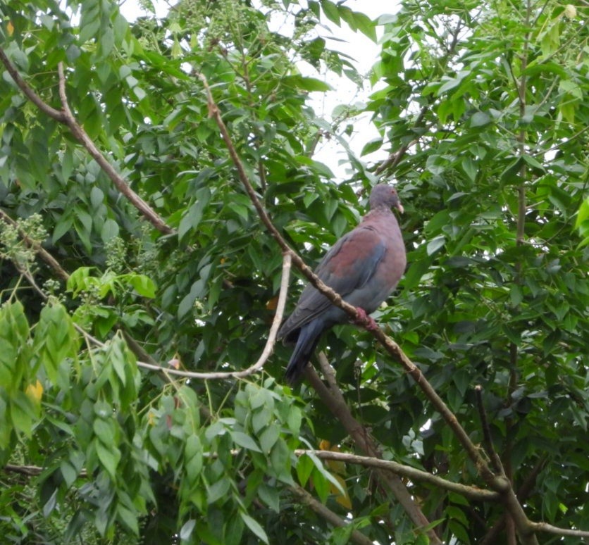 holub středoamerický - ML644276414