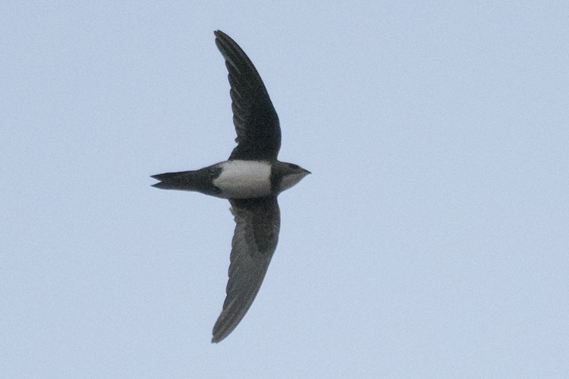 Malkar-sorbeltza - ML644276431