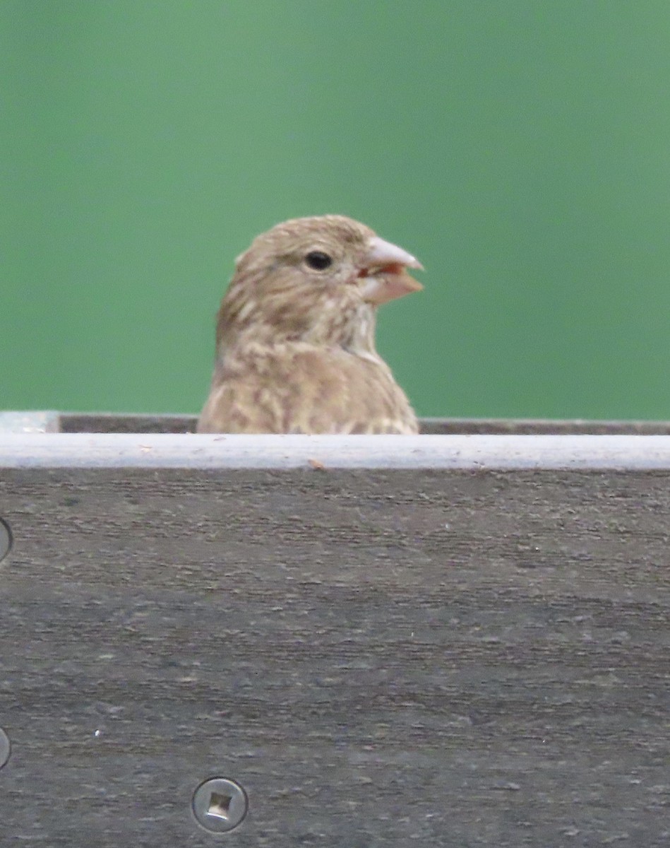 House Finch - ML644276435