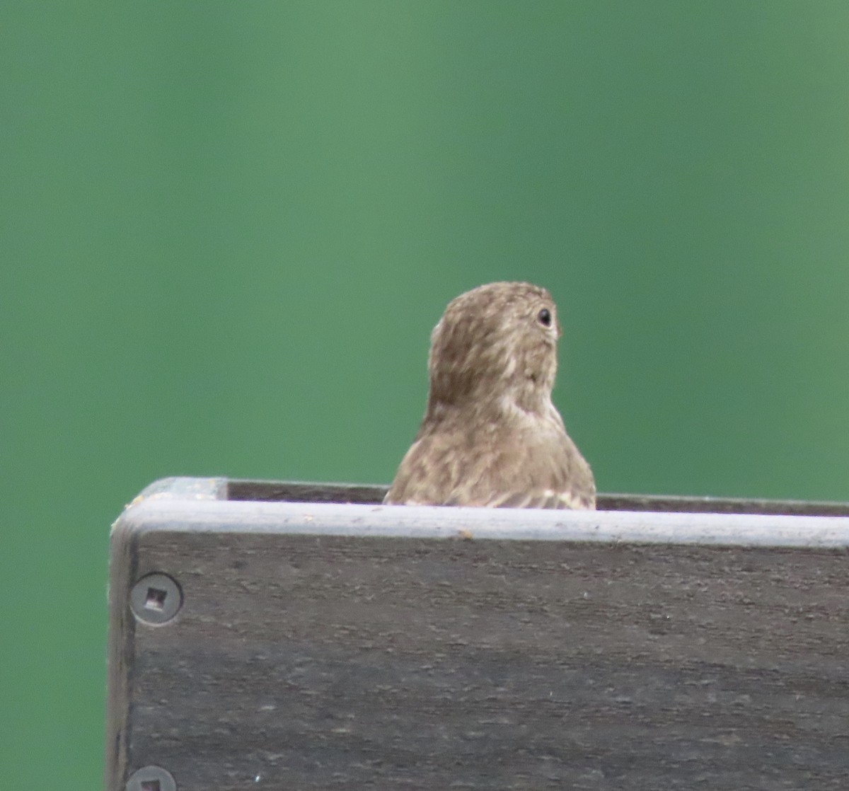House Finch - ML644276436