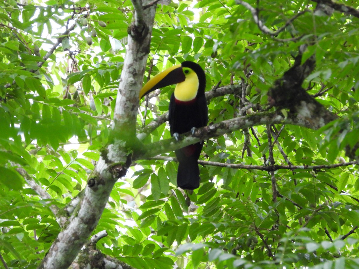 Тукан жовтошиїй - ML644276439