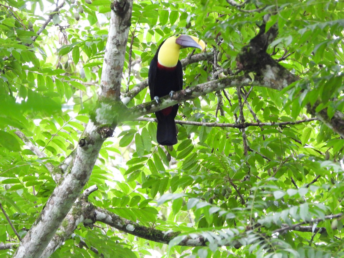 Тукан жовтошиїй - ML644276440