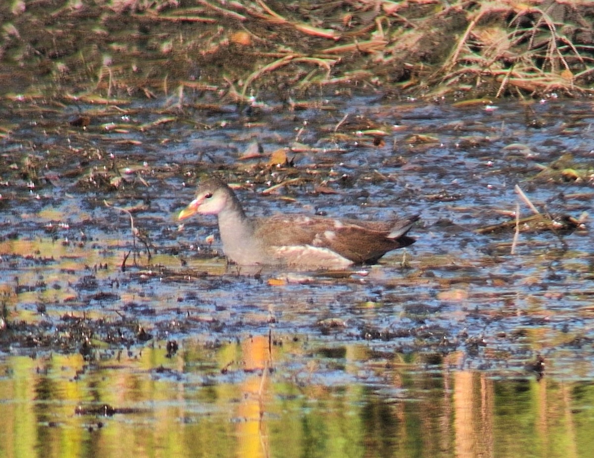 slípka americká - ML644276445