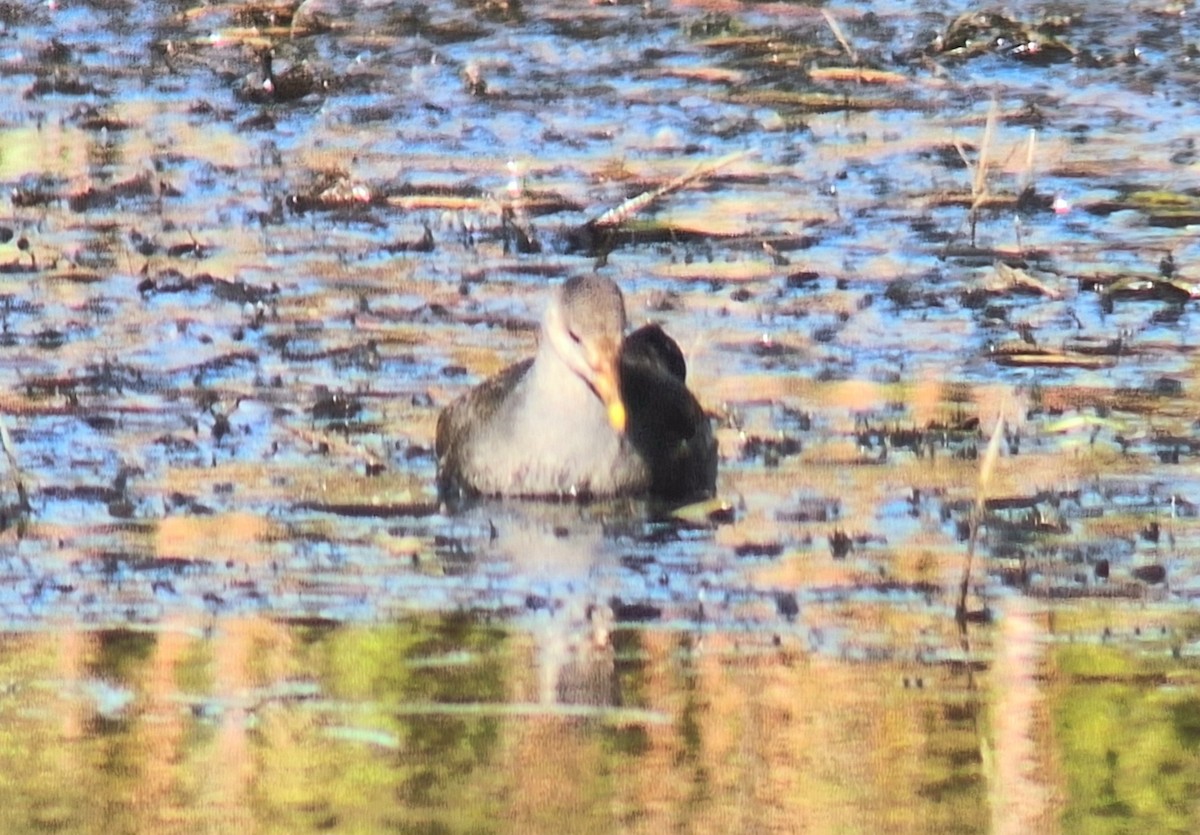 slípka americká - ML644276446