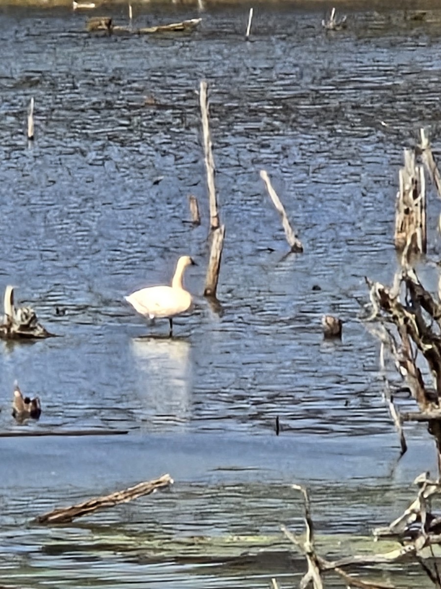 Trumpeter Swan - ML644276471