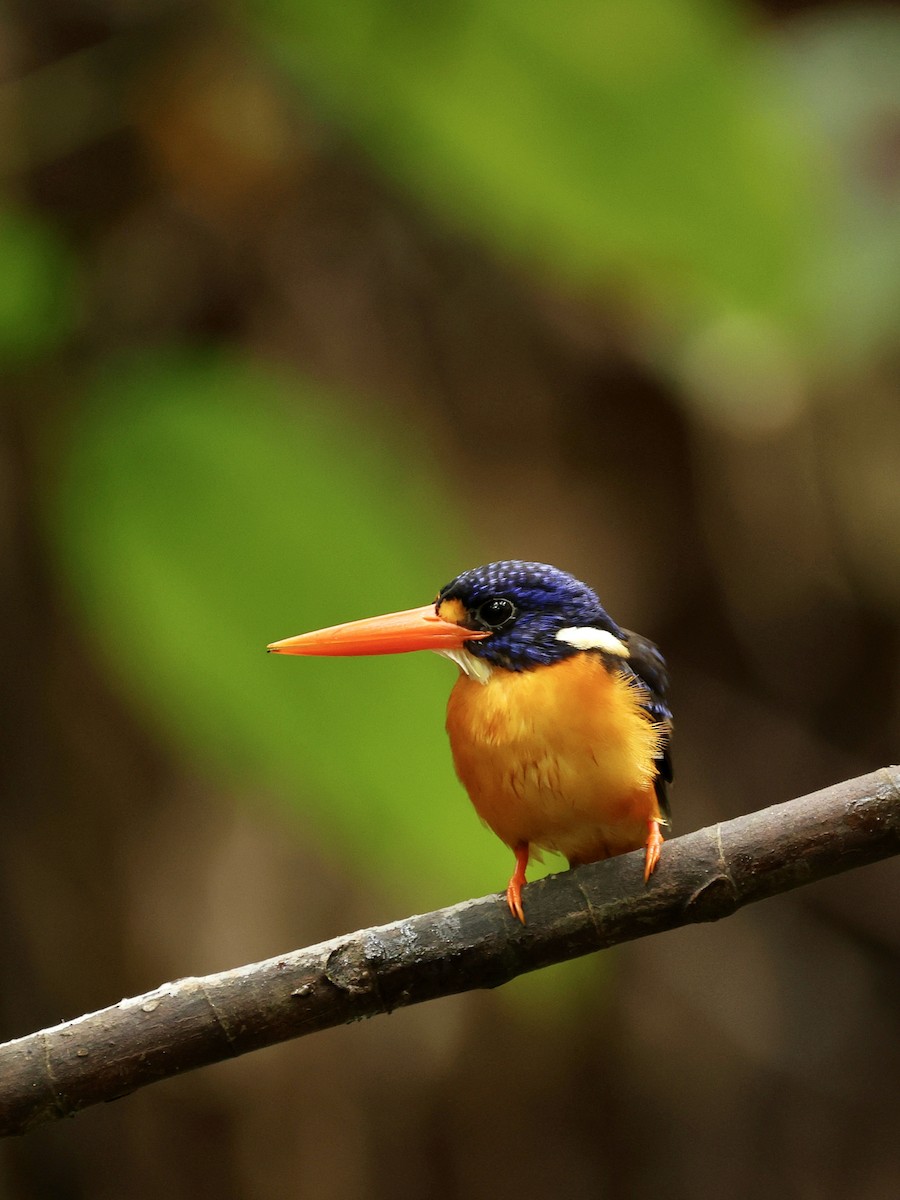 Moluccan Dwarf-Kingfisher - ML644276482