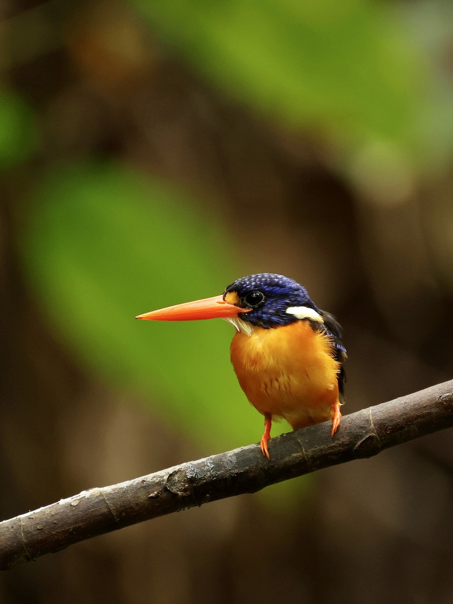 Moluccan Dwarf-Kingfisher - ML644276483