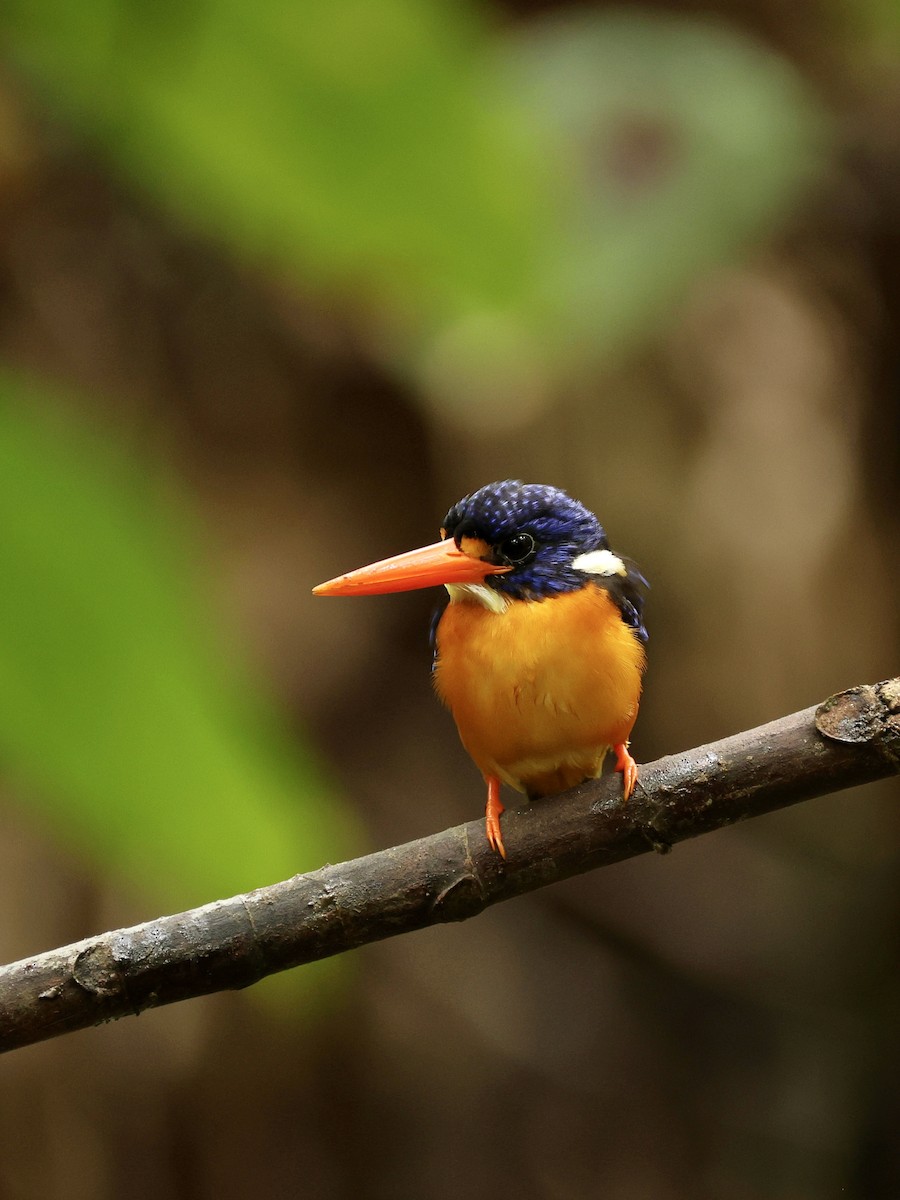 Moluccan Dwarf-Kingfisher - ML644276484