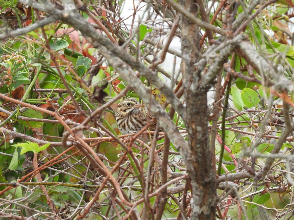 Savannah Sparrow - ML644276492