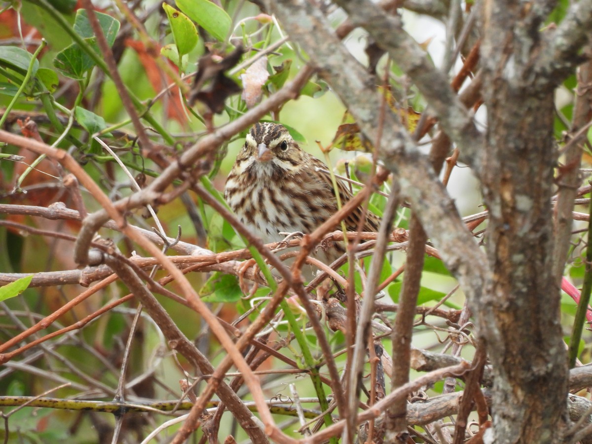 Savannah Sparrow - ML644276493