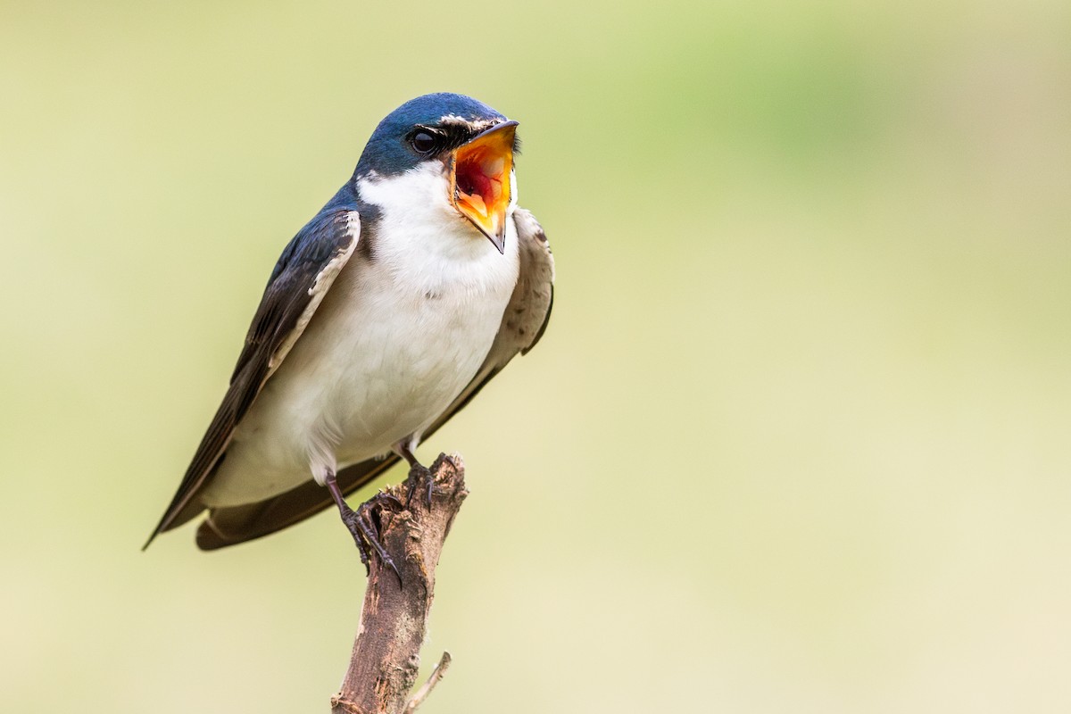 Hirondelle à diadème - ML644276494