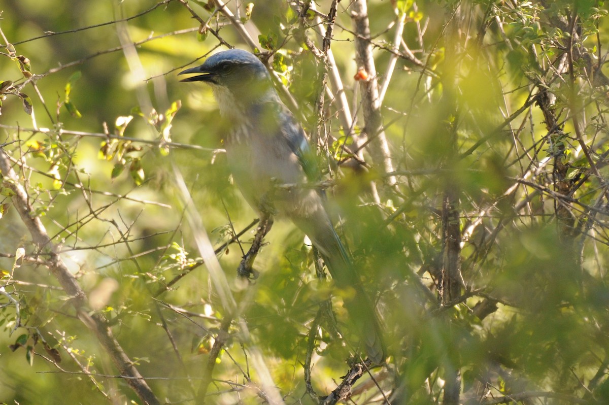 Woodhouse's Scrub-Jay - ML644276498
