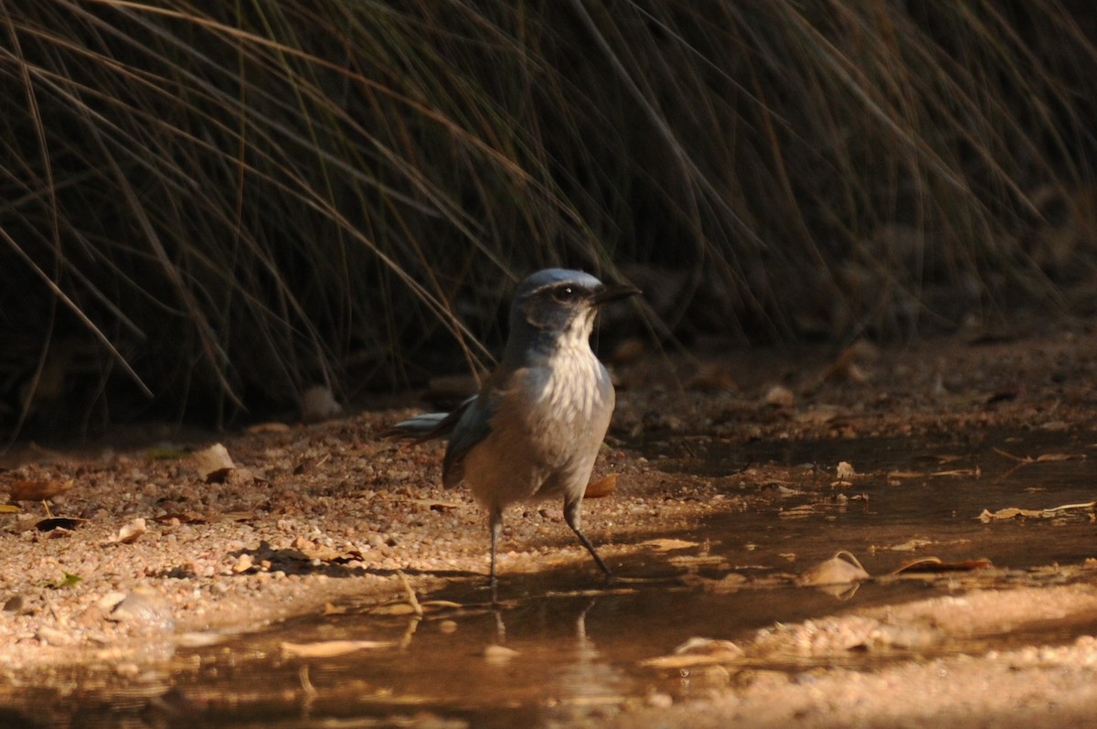 Woodhouse's Scrub-Jay - ML644276499