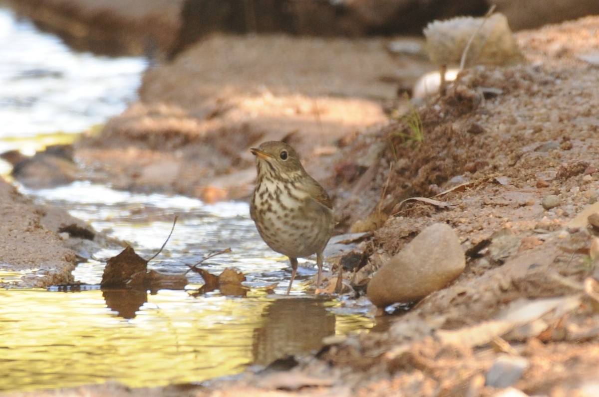 Hermit Thrush - ML644276504
