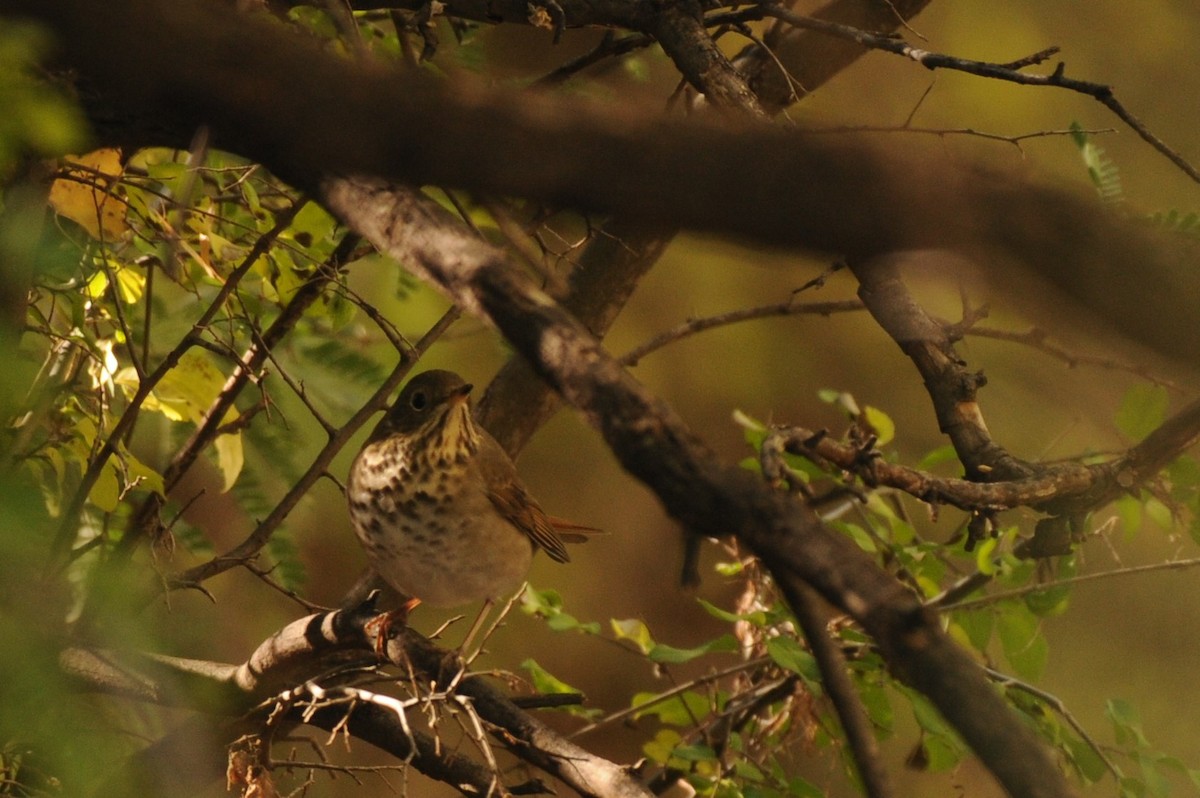 Hermit Thrush - ML644276511