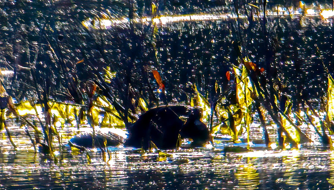 North American River Otter - ML644276512