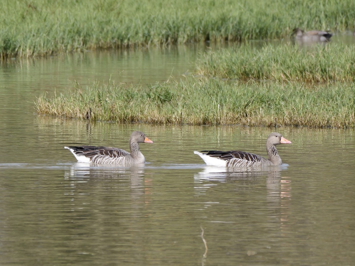 Graylag Goose - ML644276526