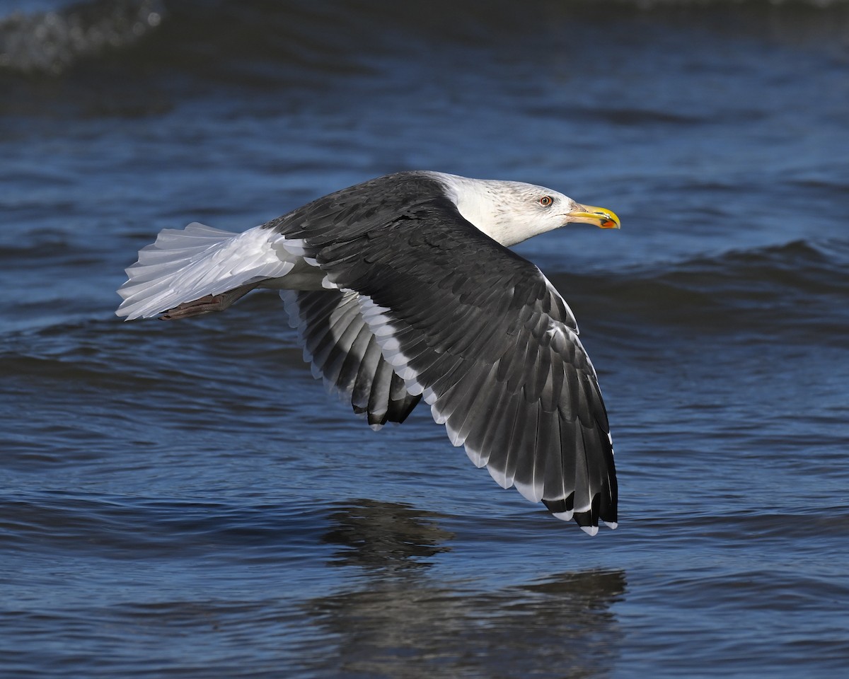 Great Black-backed Gull - Alan Bloom