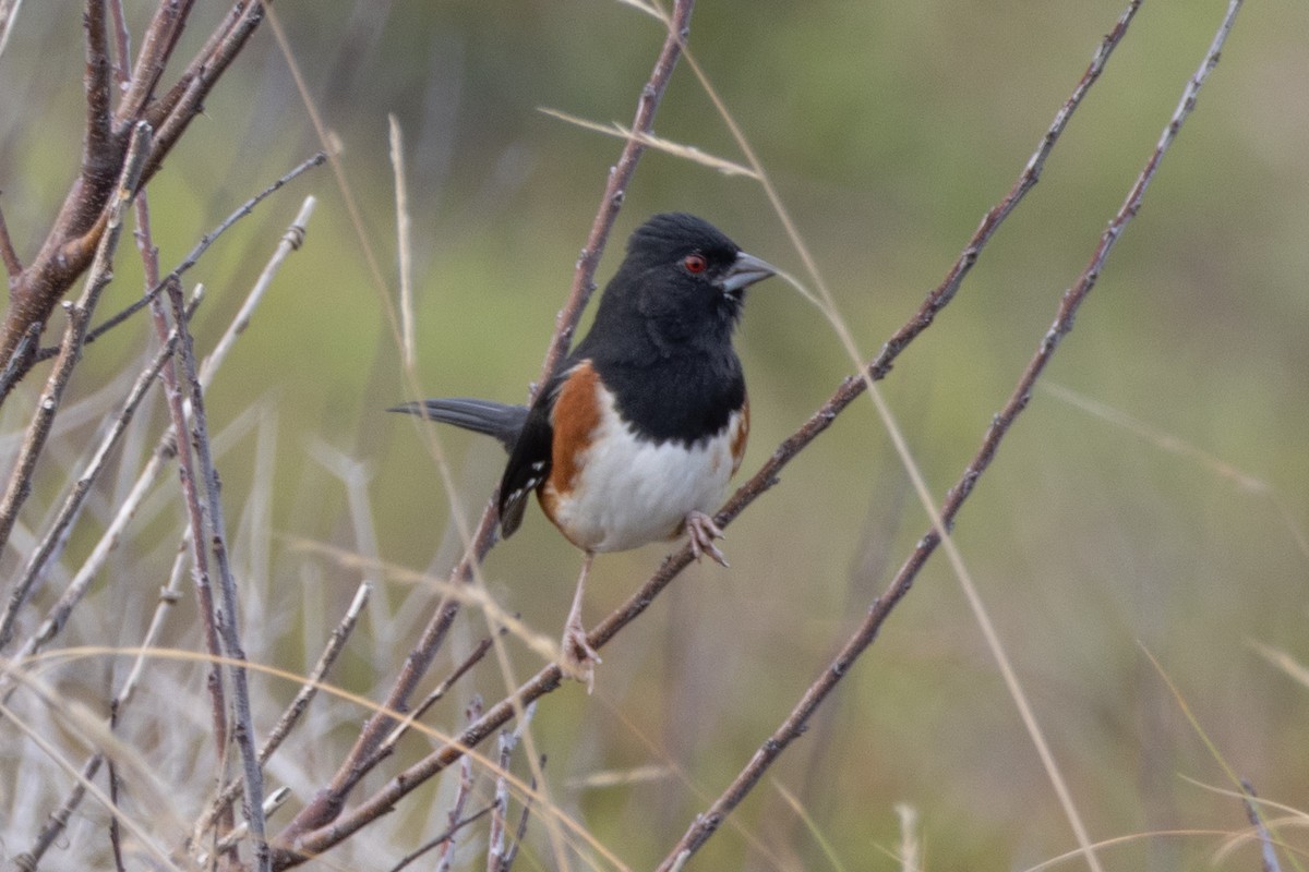 Eastern Towhee - ML644276547