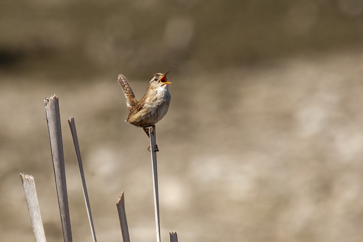 Marsh Wren - ML644276548