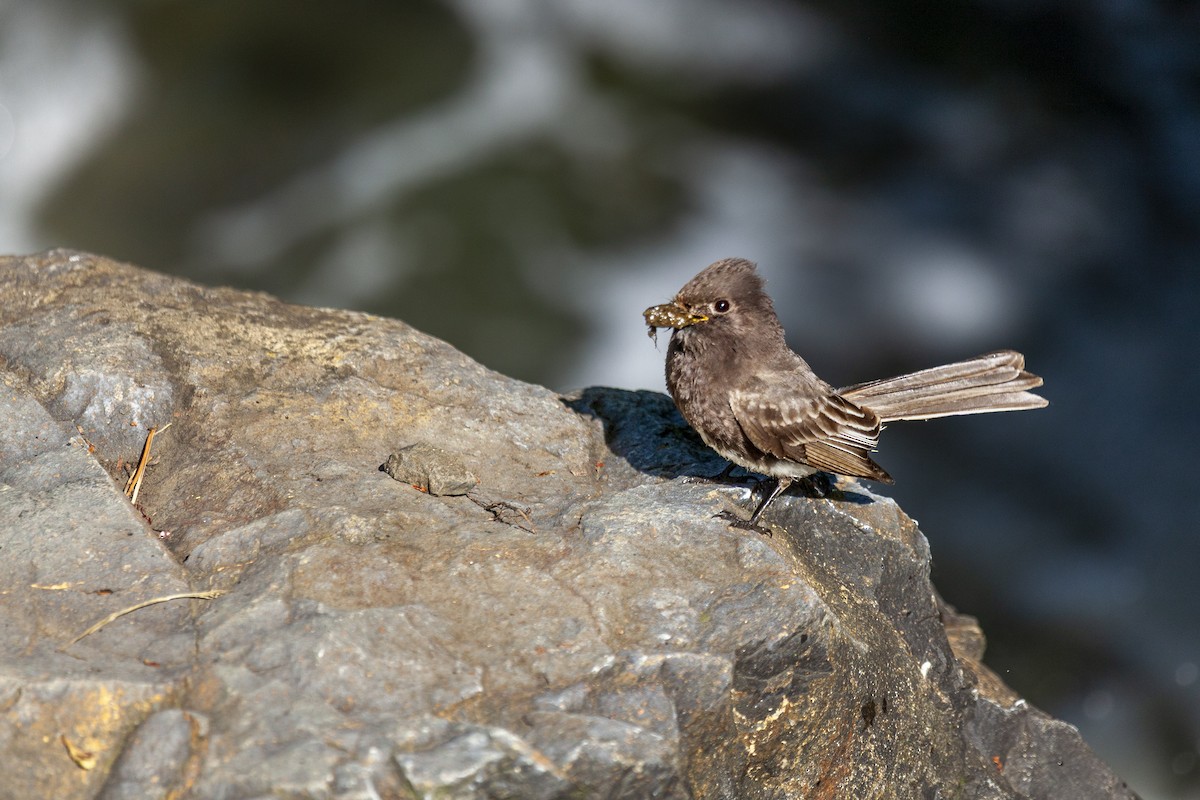 Black Phoebe - ML644276550