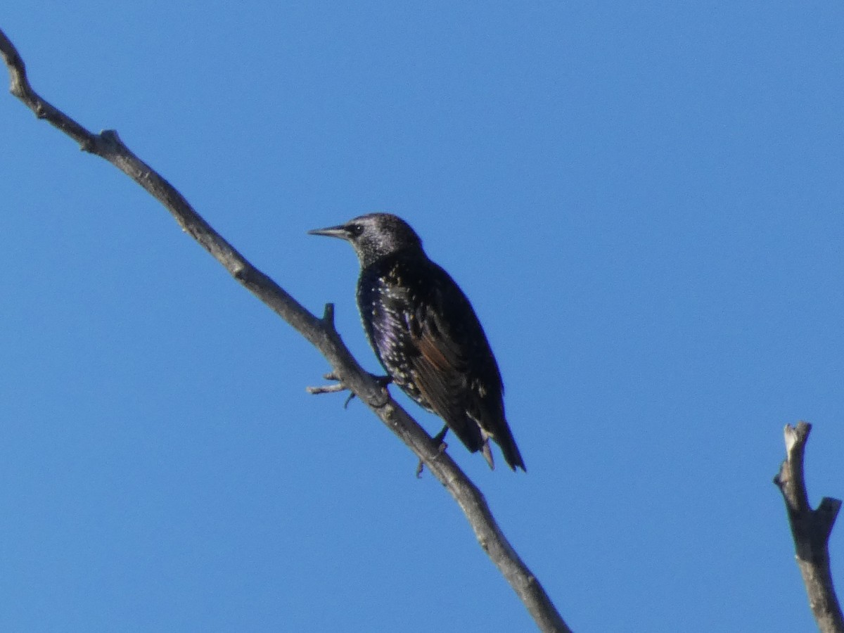 European Starling - ML644276552