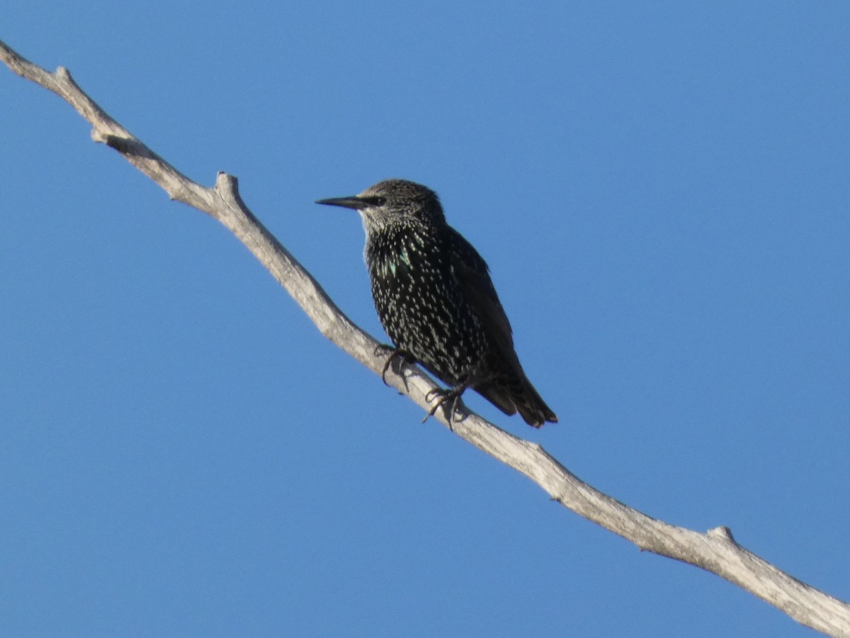European Starling - ML644276553