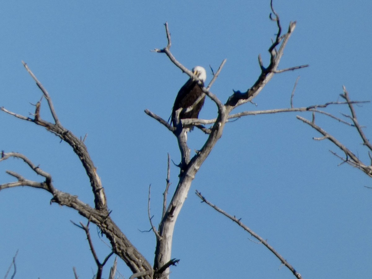 עיטם לבן-ראש - ML644276559