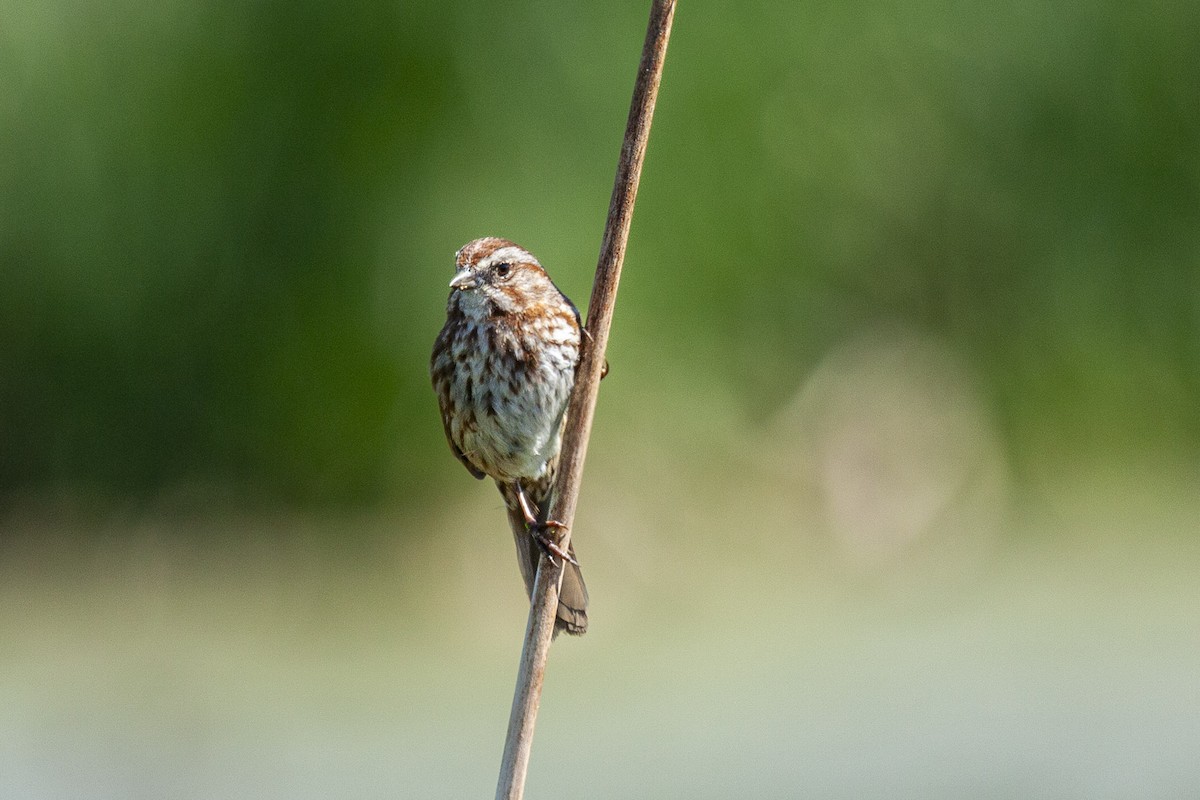 Song Sparrow - ML644276565